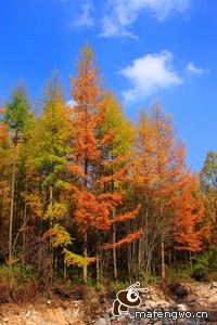 比利时队客场告捷，欧预赛形势喜人