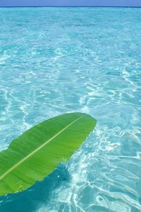 阿拉维斯全队出击，团结拼搏取胜