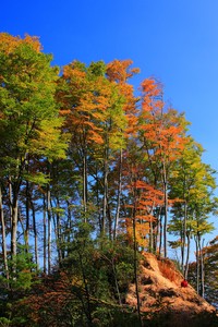 阿根廷队球员受伤退出比赛，引发关注